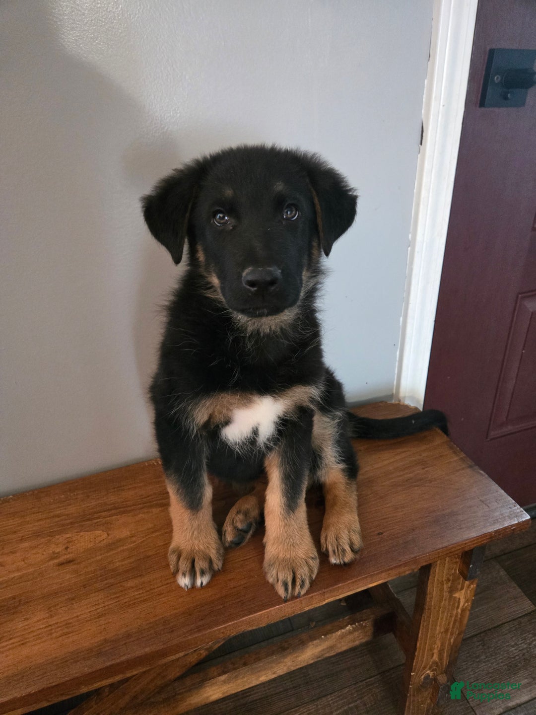 German Shepherd dogs for sale: Schmitt - Ad 2