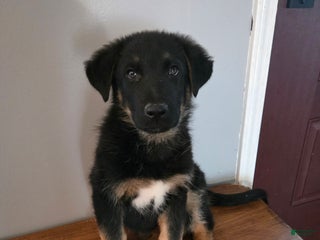 German Shepherd dogs Schmitt - Ad 6