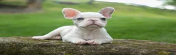 French Bulldog dogs for sale: Axel (Platinum with Blue Eyes) 💙🐾 - Ad 2