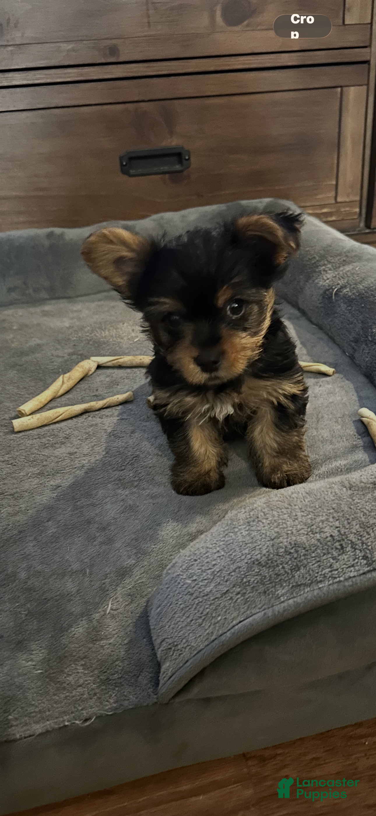 Yorkshire Terrier dogs Yorkshire Terrier Puppy 3 - Ad 1