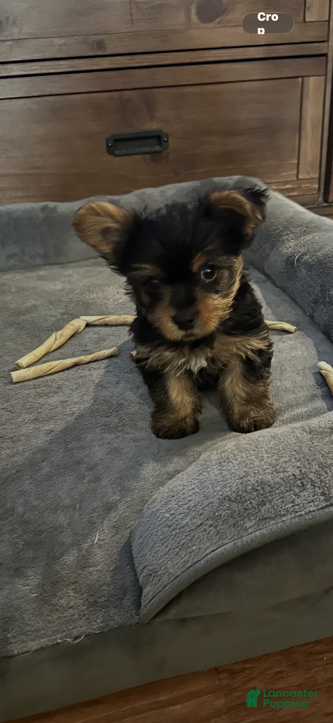 Yorkshire Terrier dogs for sale: Yorkshire Terrier Puppy 3 - Ad 1