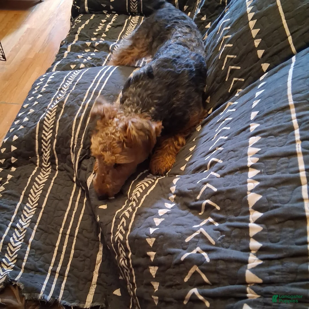 Welsh Terrier dogs for sale: Rui - Ad 2