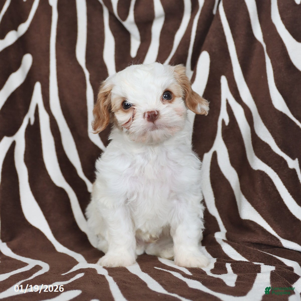 Cavapoo dogs Nugget - Ad 30