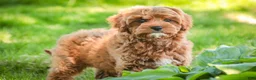 Cavapoo dogs for sale: Haven - Ad 7