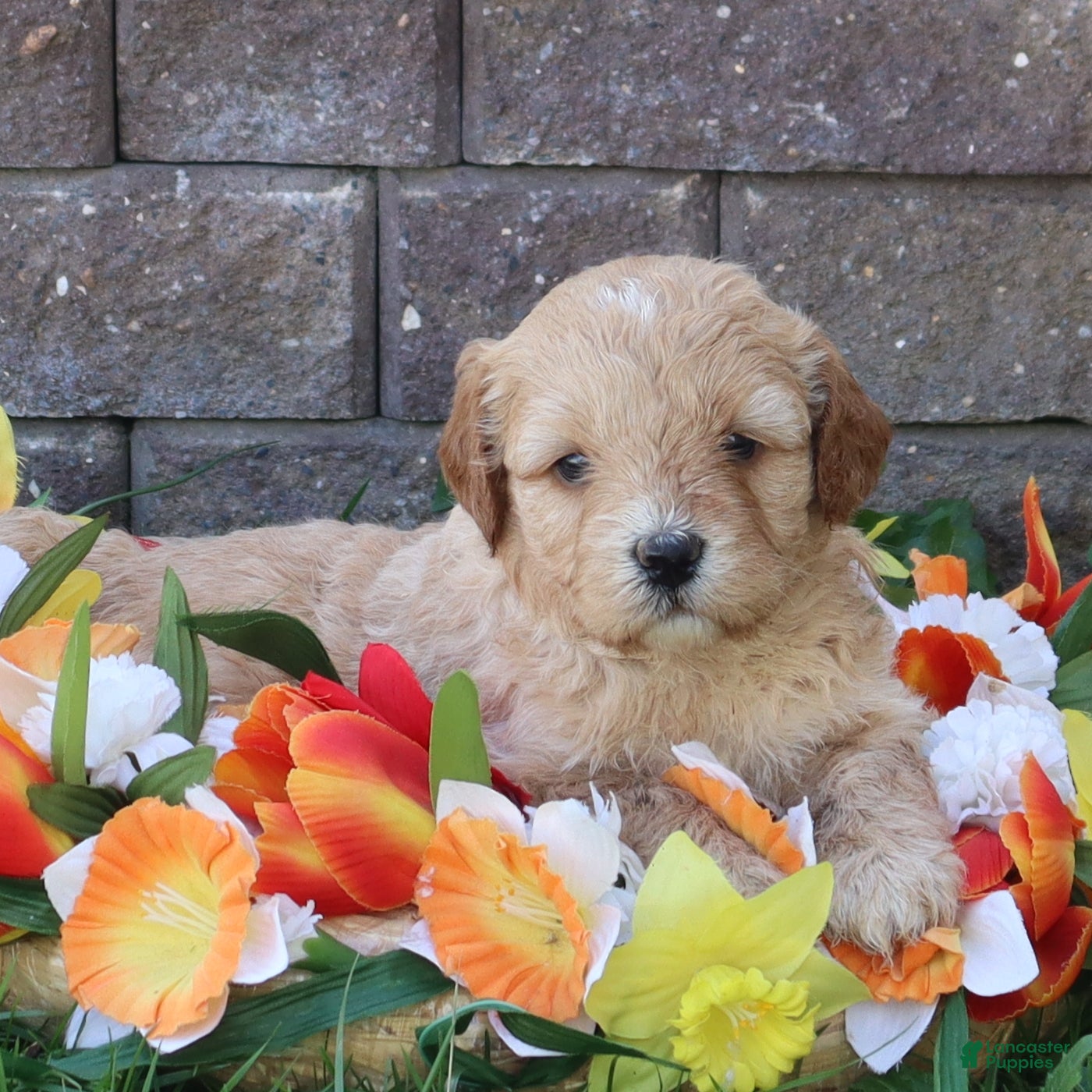 Mini Goldendoodle dogs Dawn - Ad 1