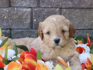 Mini Goldendoodle dogs for sale: Dawn - Ad 1