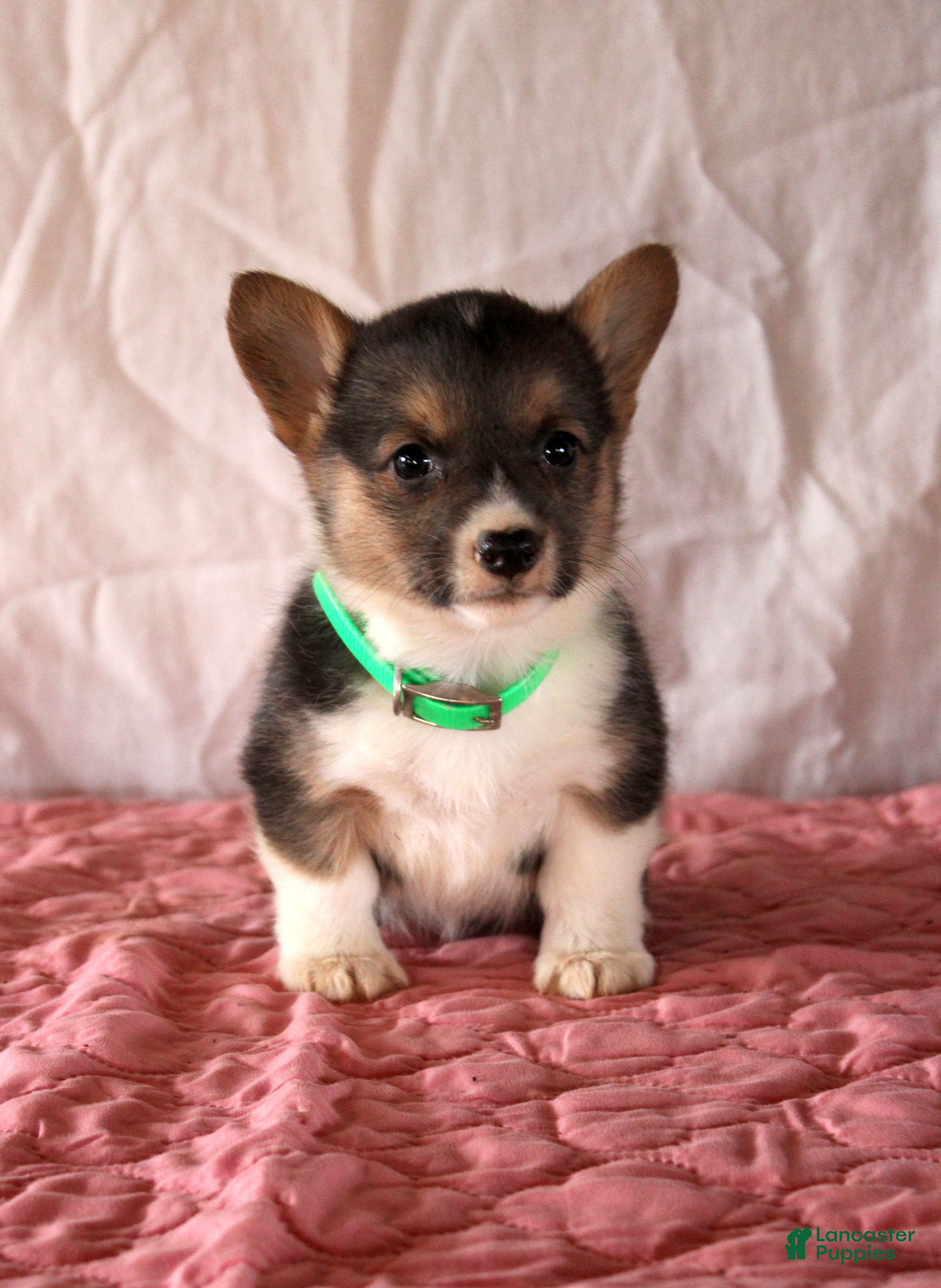 Welsh Corgi Pembroke dogs Leah - Ad 23