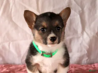 Welsh Corgi Pembroke dogs Leah - Ad 23