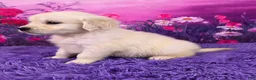 Golden Retriever dogs for sale: Lando - Ad 3