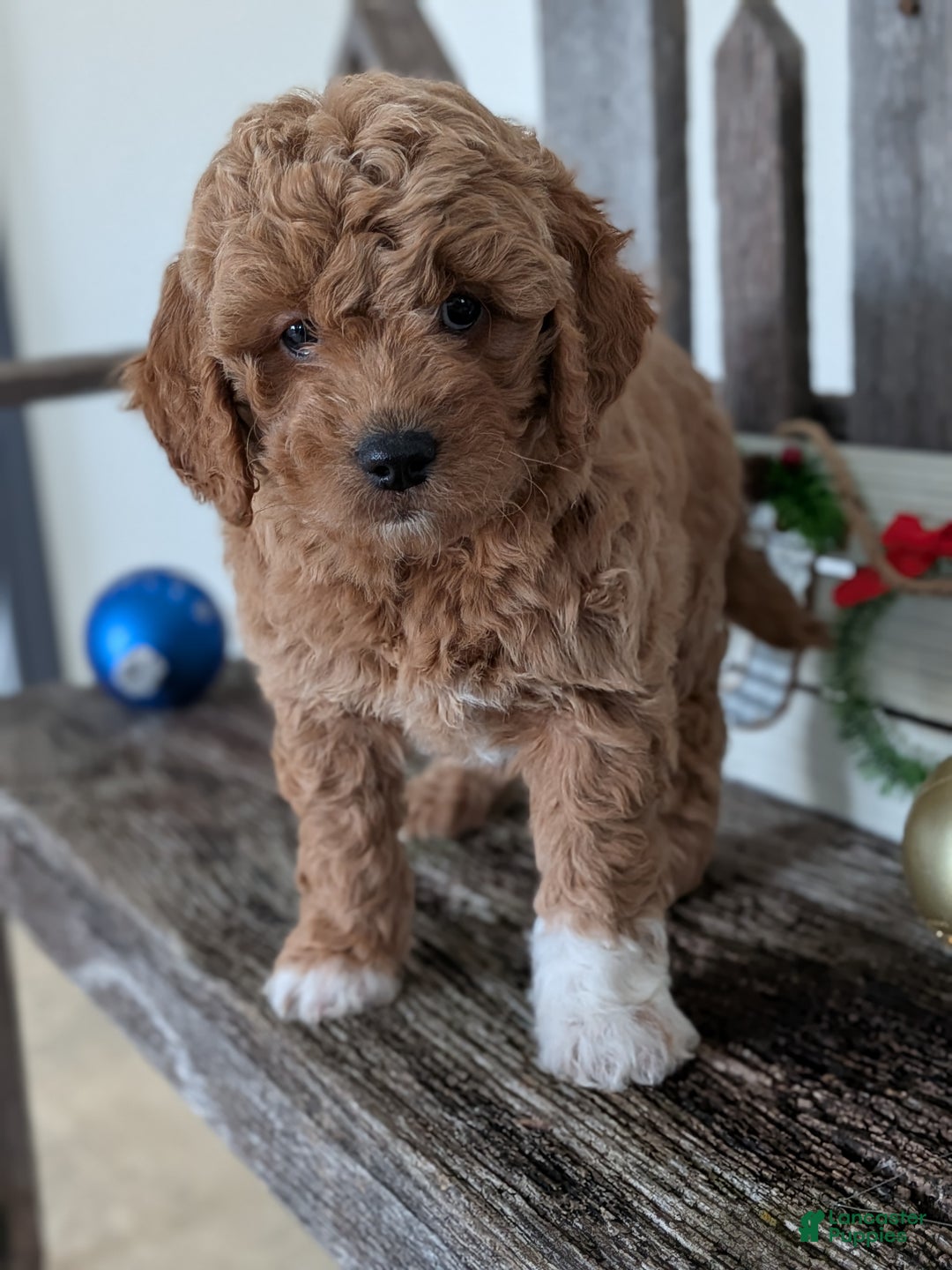 Goldendoodle dogs for sale: Goldie  - Ad 2