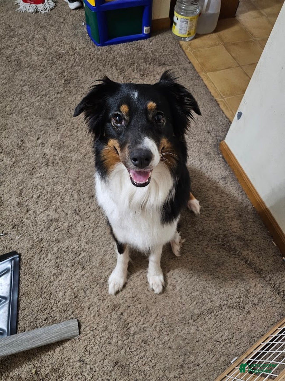 Australian Shepherd dogs for sale: Half n' Half - Ad 6