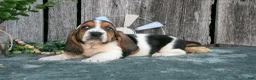 Basset Hound dogs for sale: Daisy - Ad 1