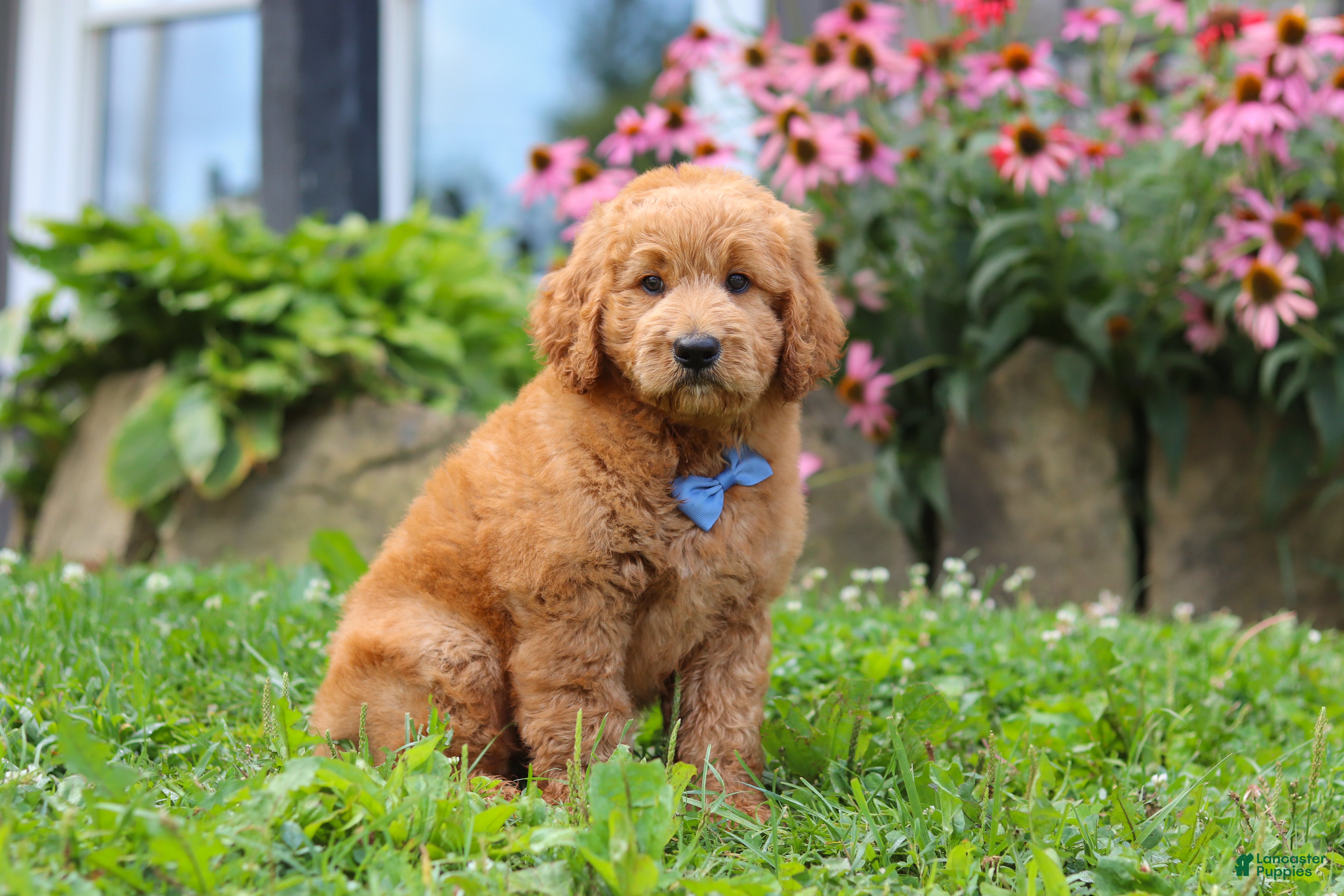 Goldendoodle dogs Theo - Ad 1