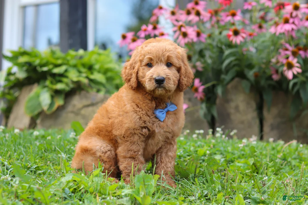 Goldendoodle dogs for sale: Theo - Ad 1
