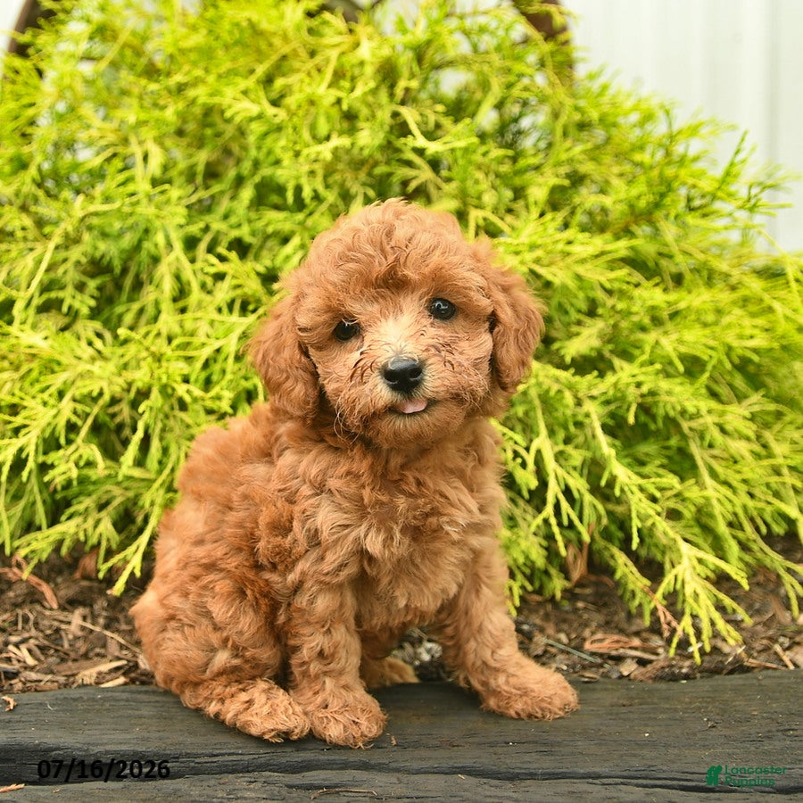 Toy Poodle dogs Ace  - Ad 1