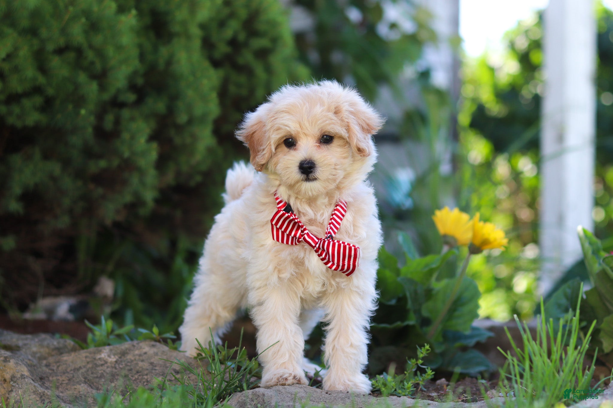 Maltipoo dogs Penny - Ad 1