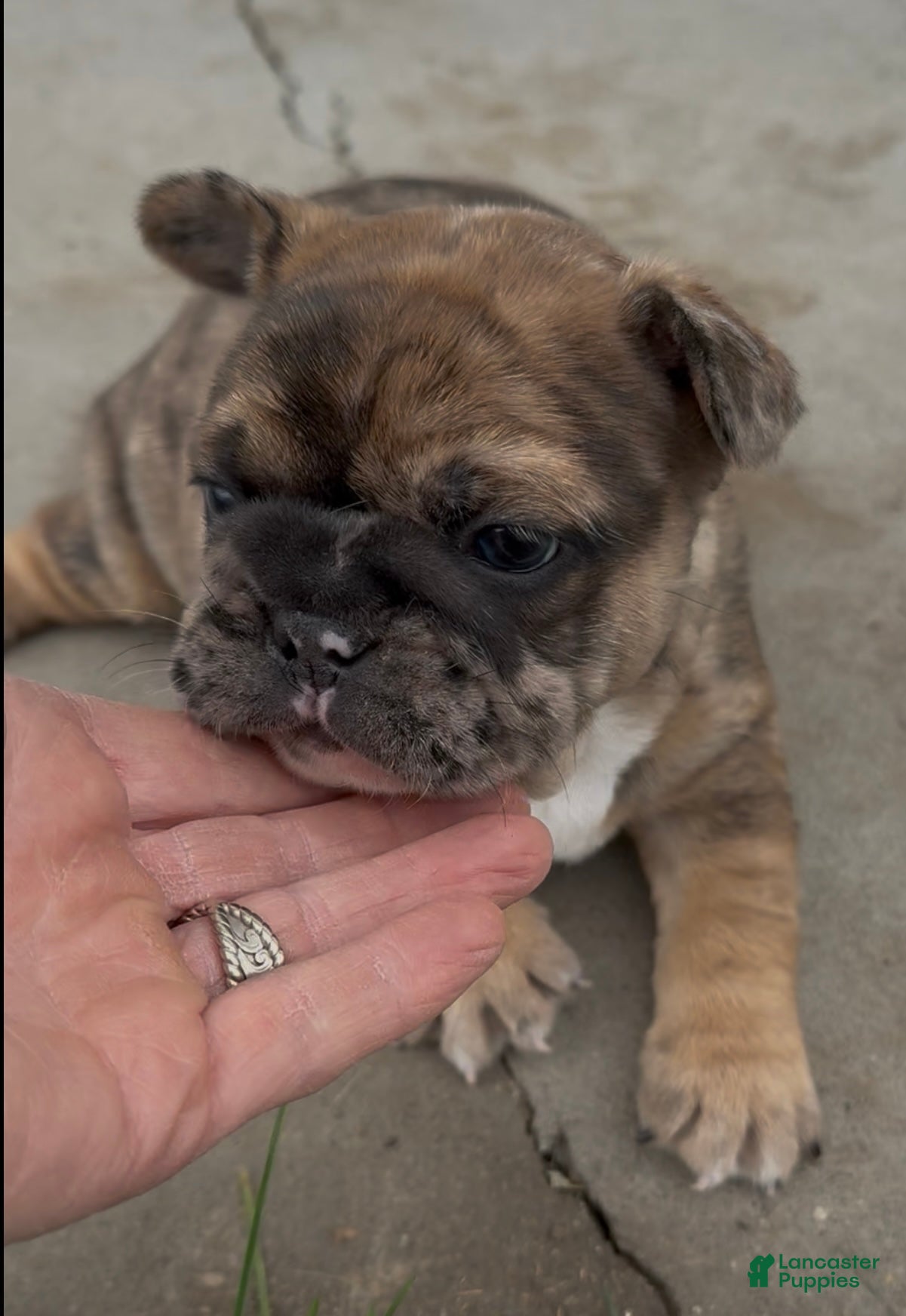 French Bulldog dogs Frank - Ad 11