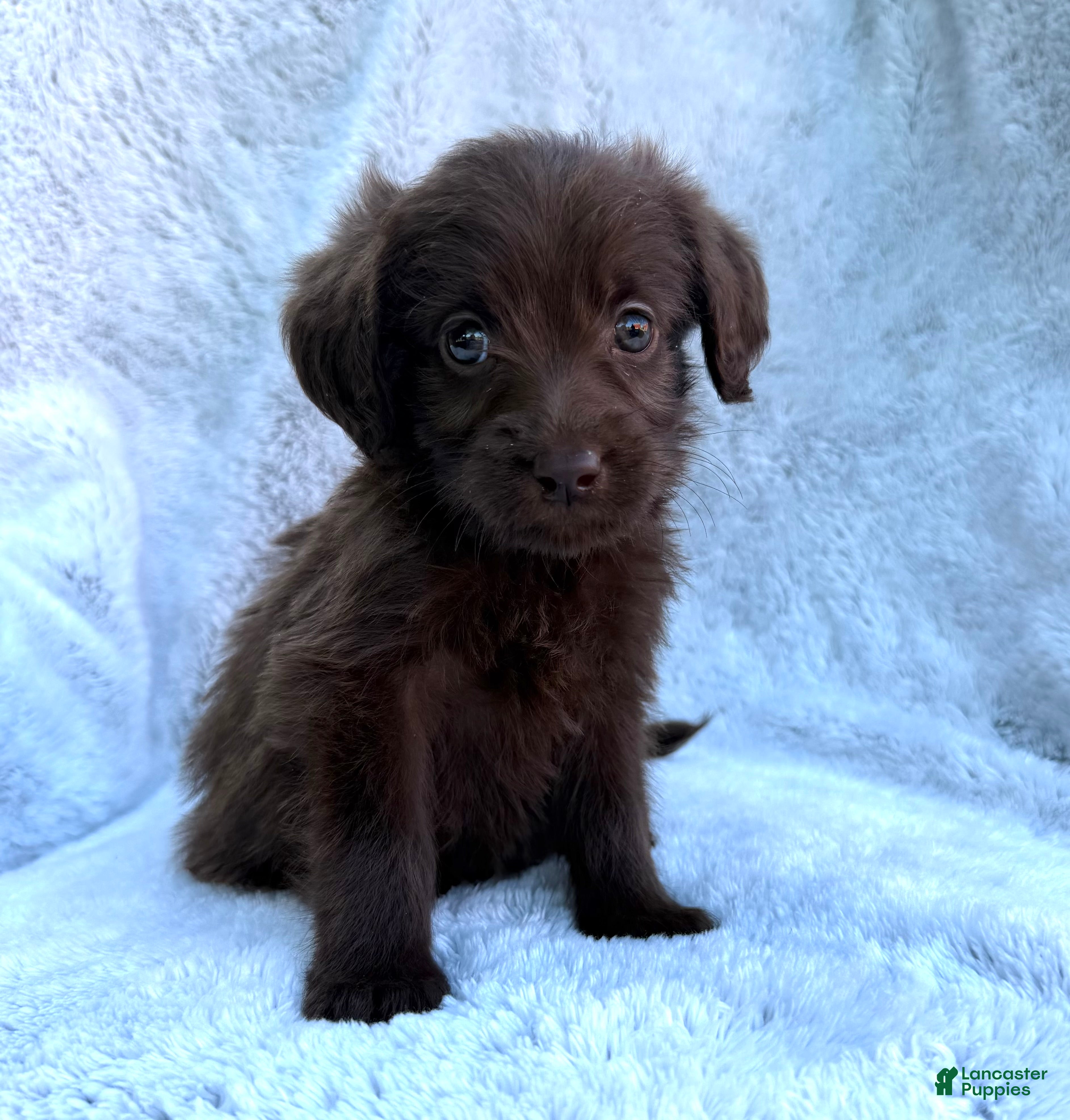 Labradoodle dogs Skye  - Ad 1