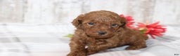 Miniature Poodle dogs for sale: Arnie  - Ad 4