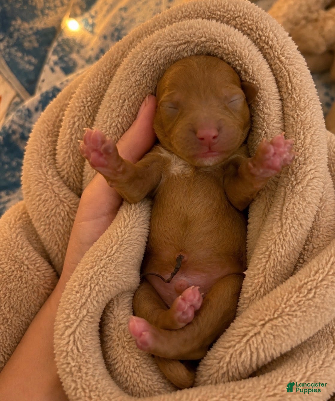 Miniature Poodle dogs Stark - Ad 3