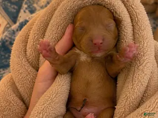 Miniature Poodle dogs Stark - Ad 3