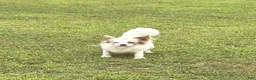 Chihuahua dogs for sale: Chihuahua 2 - Ad 9