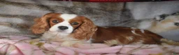 Cavalier King Charles Spaniel dogs for sale: Murphy  - Ad 5