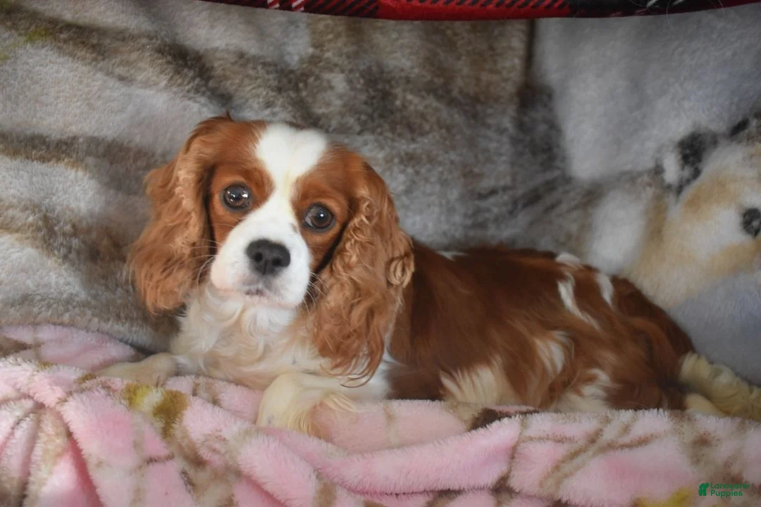 Cavalier King Charles Spaniel dogs for sale: Murphy  - Ad 5