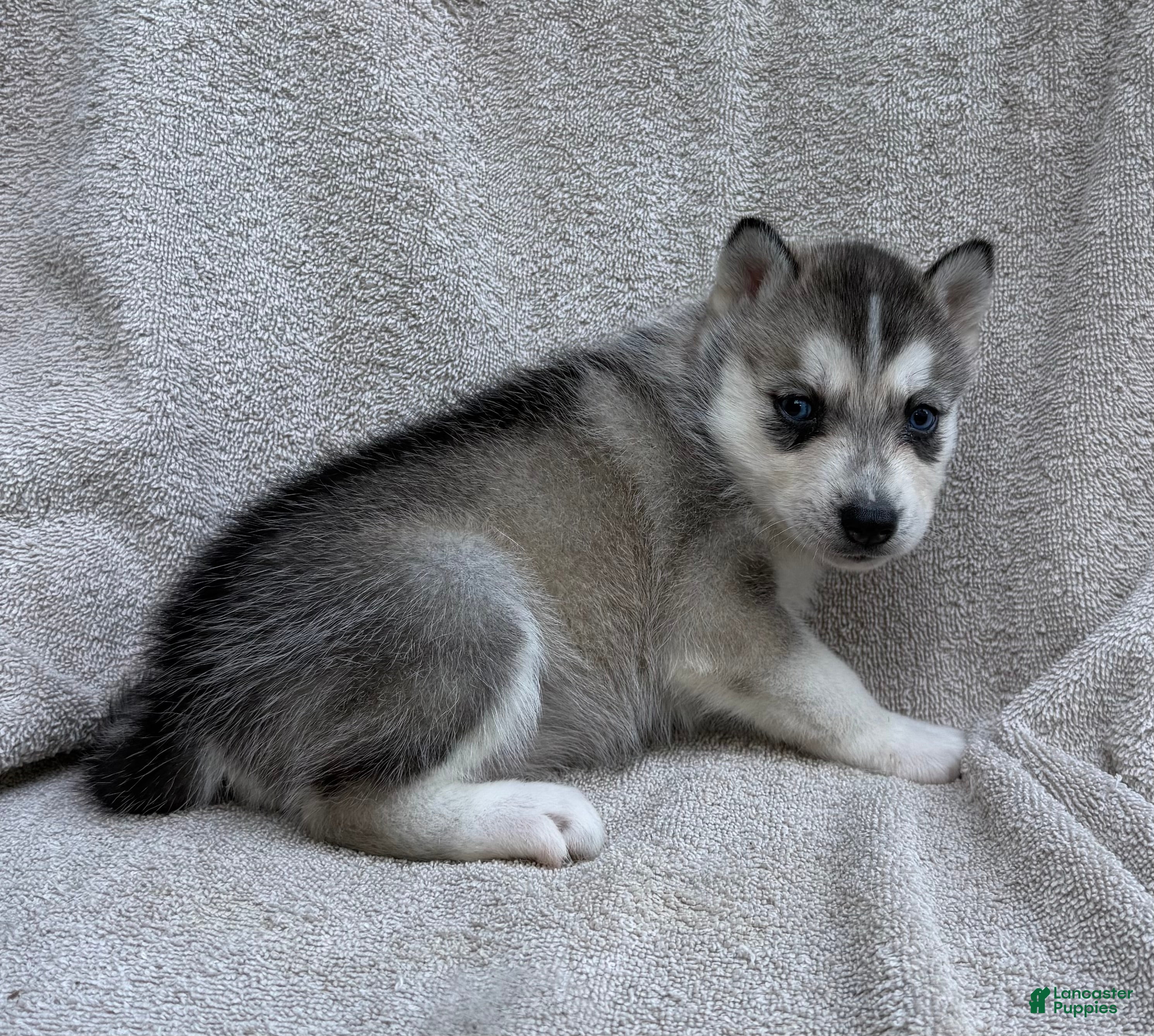 Siberian Husky dogs Nala - Ad 1