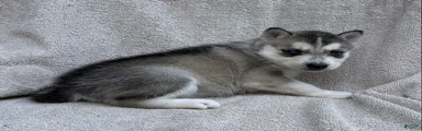 Nala