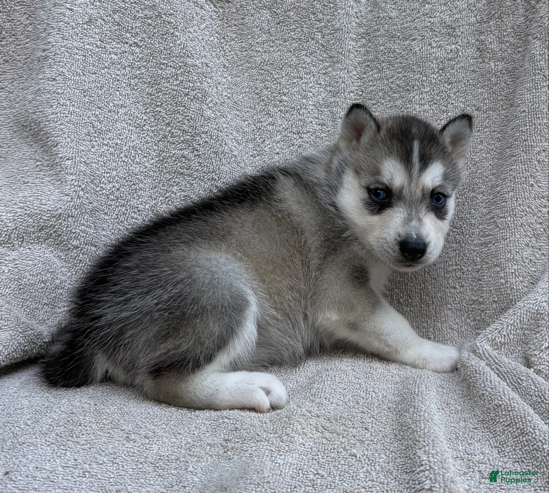 Siberian Husky dogs for sale: Nala - Ad 1