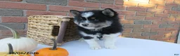 Pomsky dogs for sale: Oreo - Ad 2
