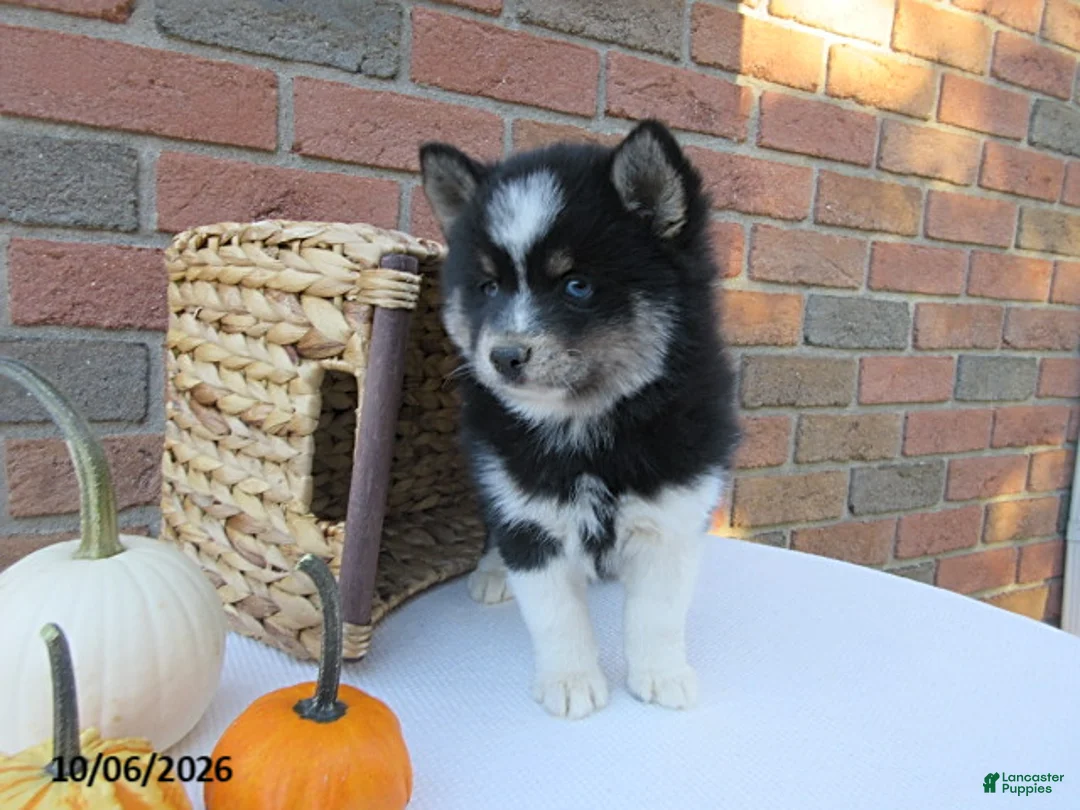 Pomsky dogs for sale: Oreo - Ad 2