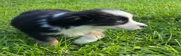 Australian Shepherd dogs for sale: Danny - Ad 3