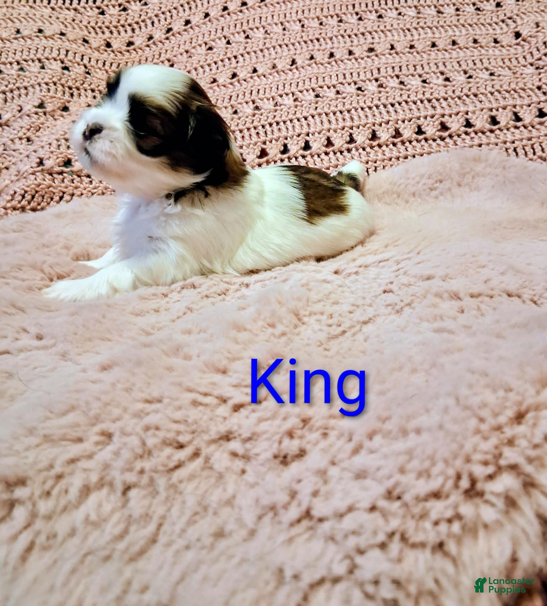Shih Tzu dogs King  - Ad 1