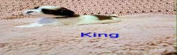 Shih Tzu dogs for sale: King  - Ad 1