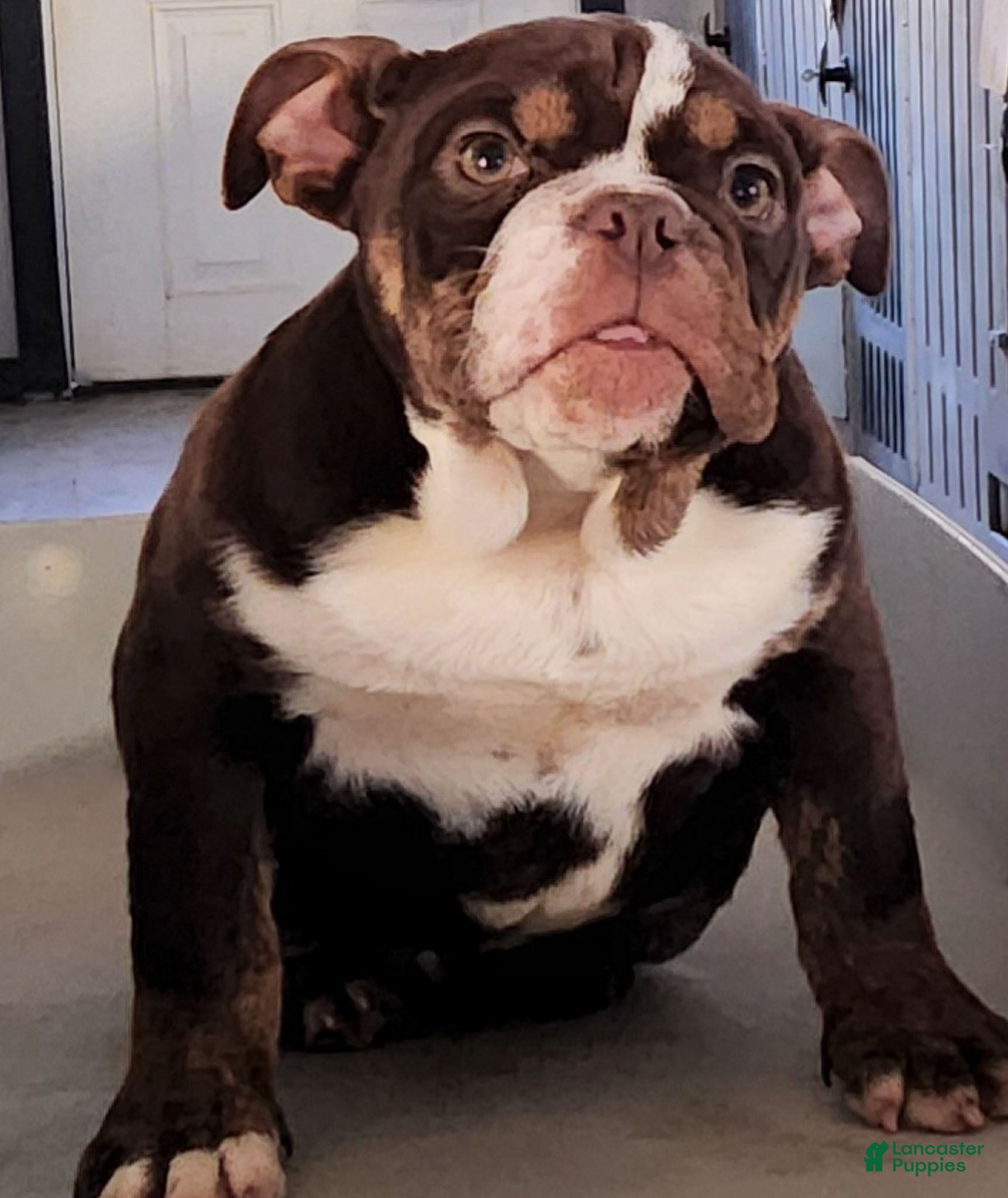 English Bulldog dogs Kathy - Ad 39