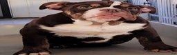 English Bulldog dogs for sale: Kathy - Ad 3