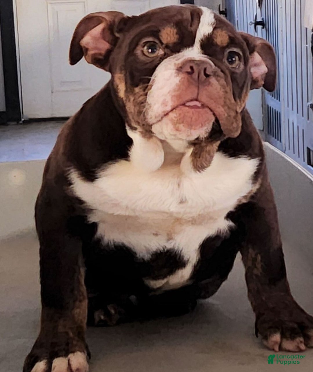 English Bulldog dogs for sale: Kathy - Ad 3