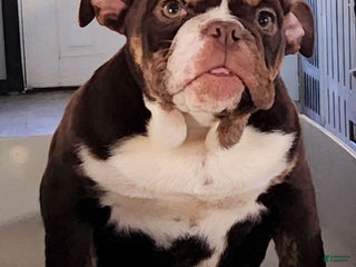 English Bulldog dogs Kathy - Ad 36