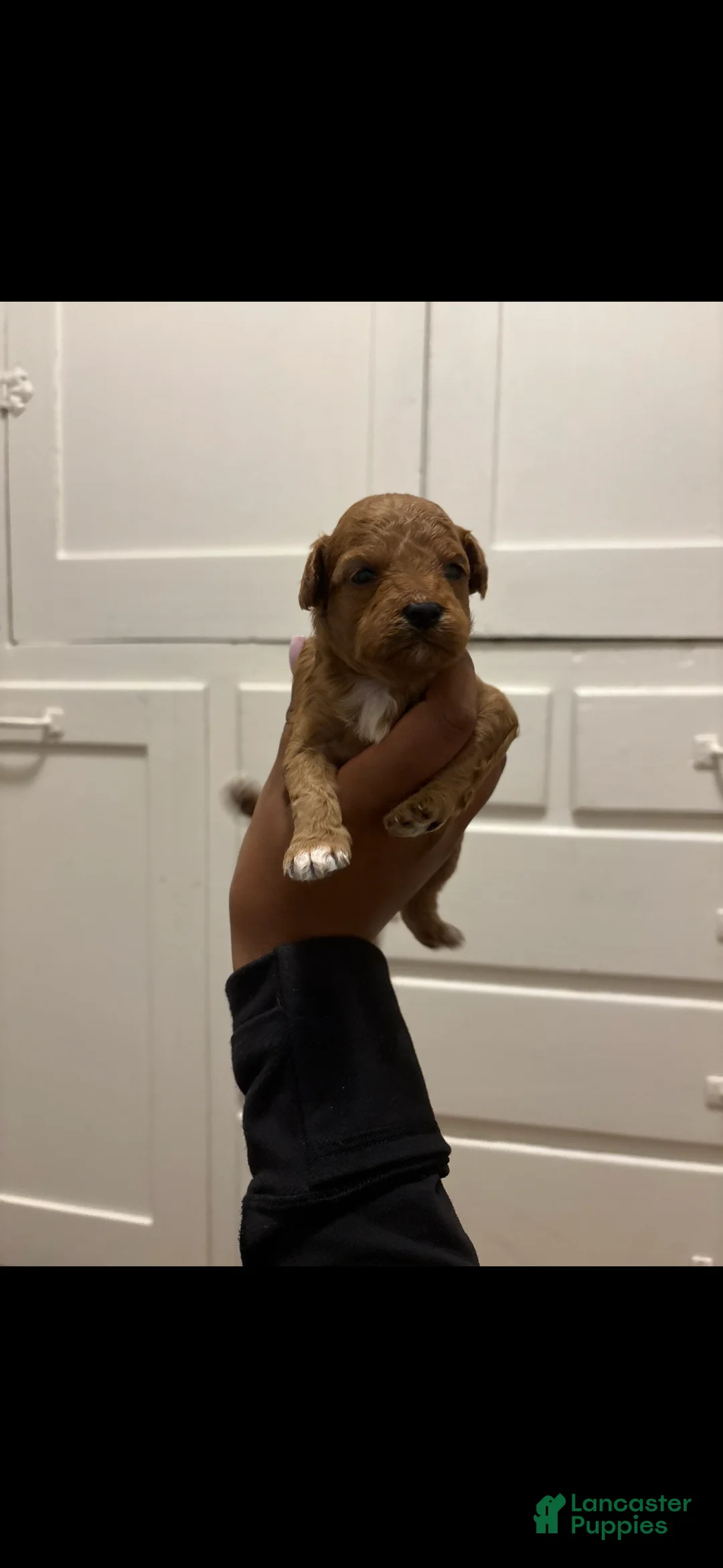 Mini Goldendoodle dogs for sale: Mini Goldendoodle 2 - Ad 2