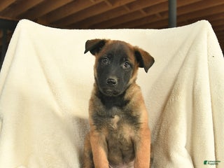 Belgian Malinois dogs Joe - Ad 17