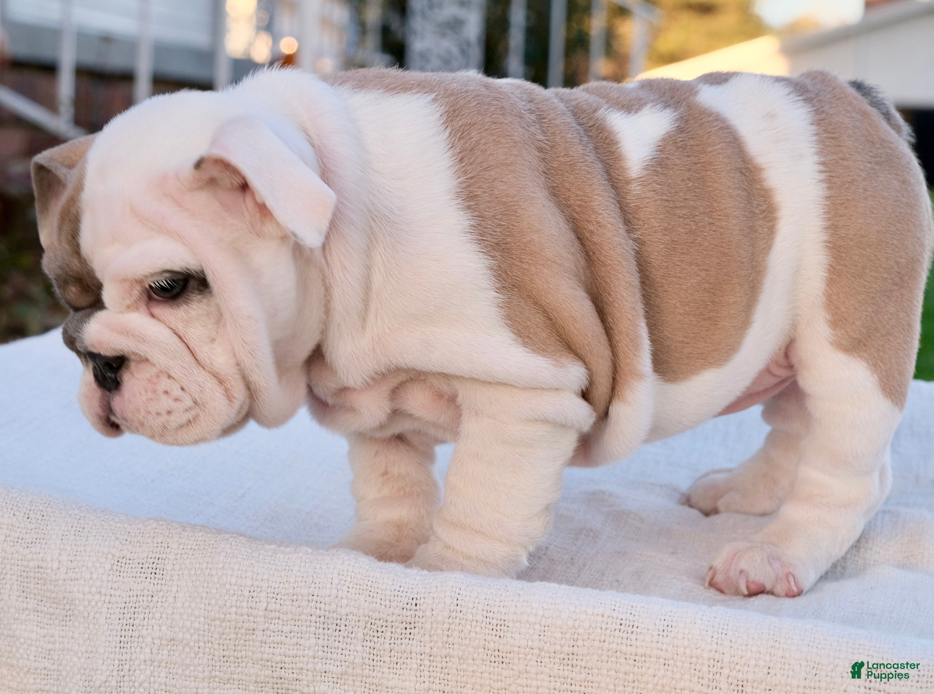 English Bulldog dogs for sale: Hazel - Ad 1