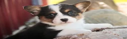 Welsh Corgi Pembroke dogs for sale: Olaf - Ad 7