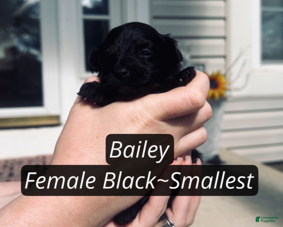 Pomapoo dogs Bailey  - Ad 1