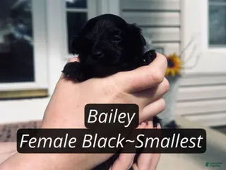 Pomapoo dogs for sale: Bailey - Ad 3