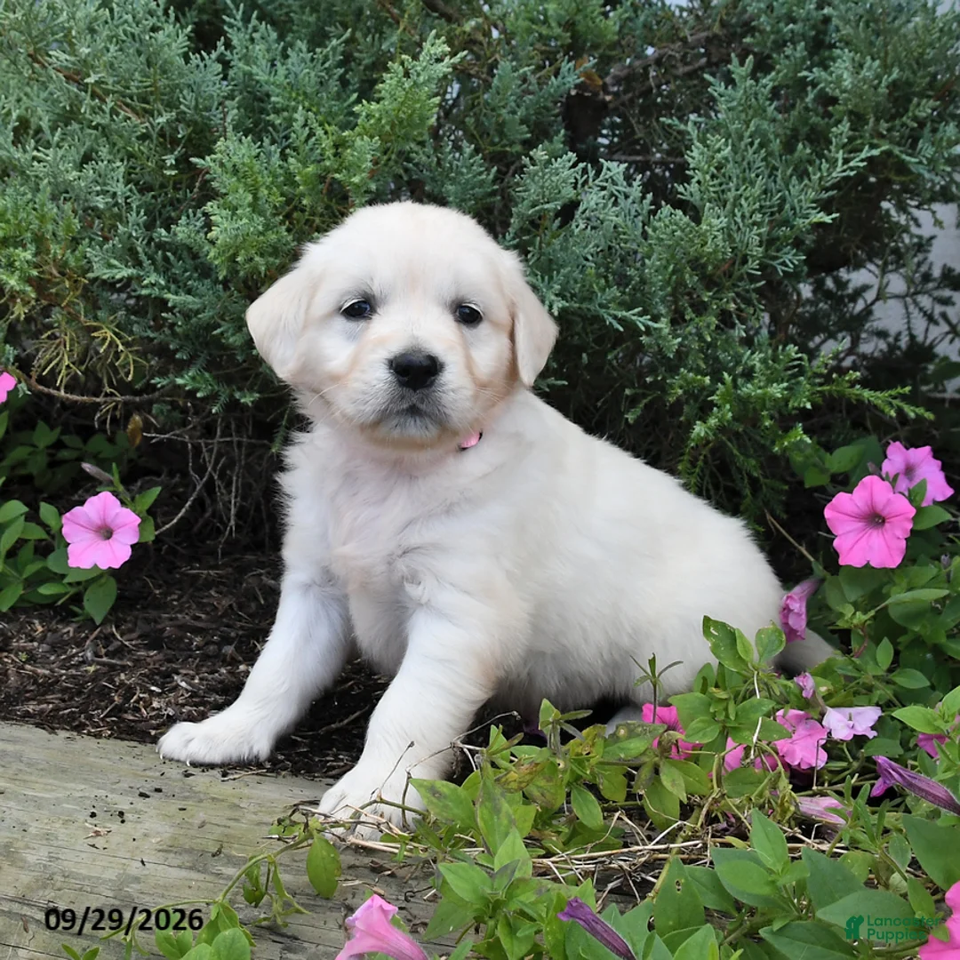 Golden Retriever dogs for sale: Daisy - Ad 2