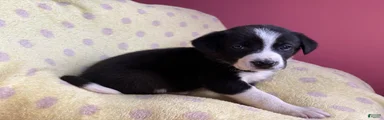 Mixed Breed Puppy 3