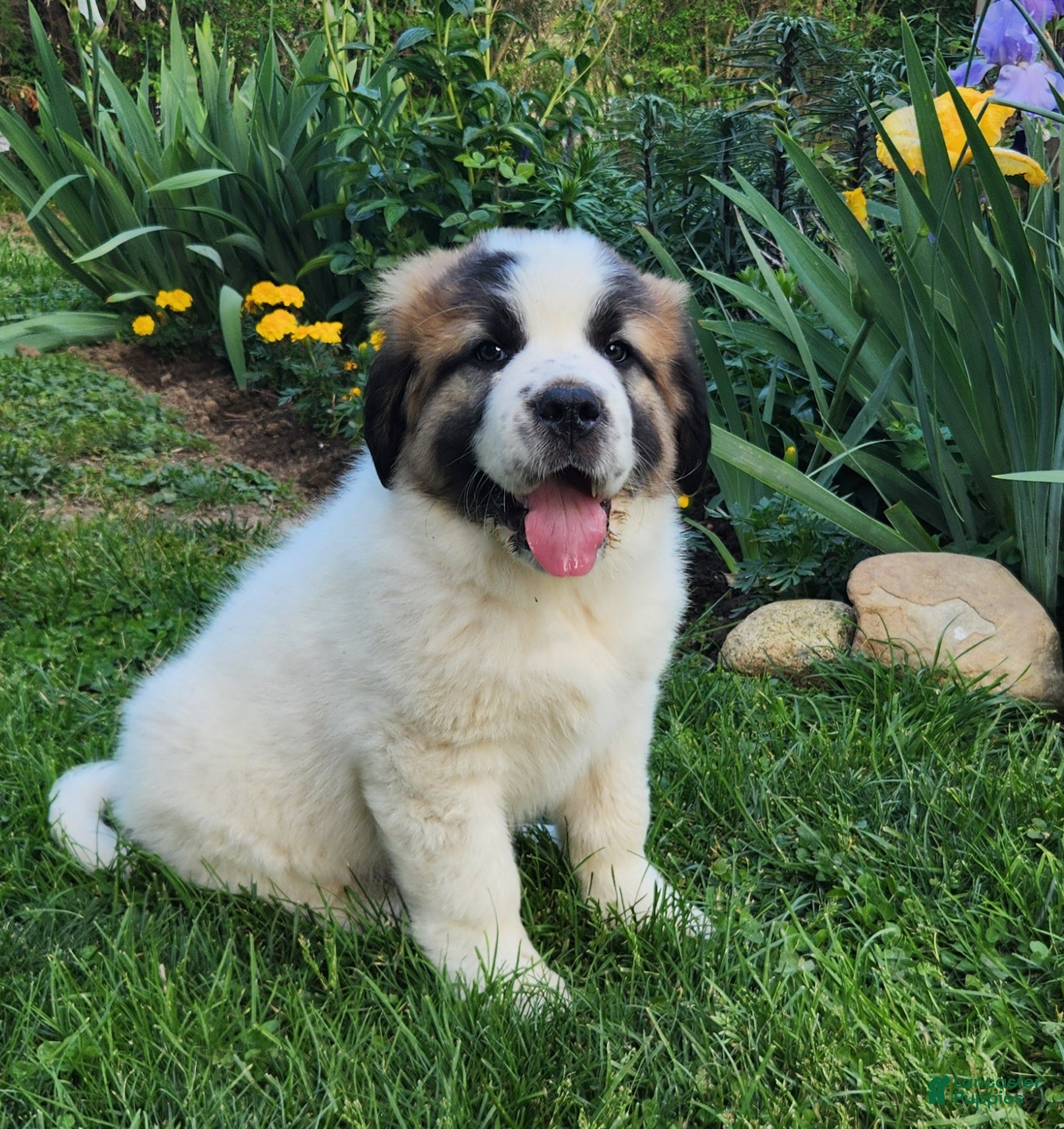 Mixed Breed dogs Roscoe - Ad 1