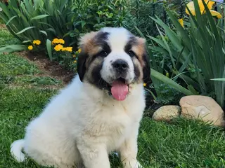 Mixed Breed dogs for sale: Roscoe - Ad 1
